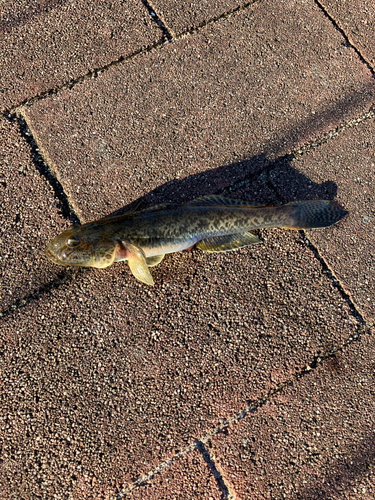 マハゼの釣果