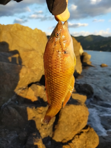 ホシササノハベラの釣果