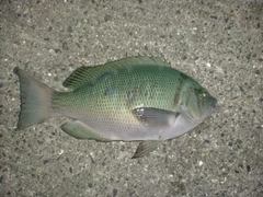 クチブトグレの釣果