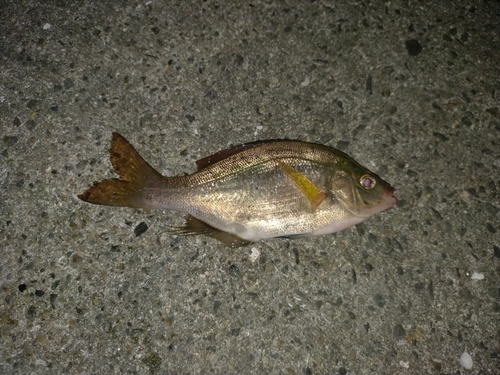 ウミタナゴの釣果