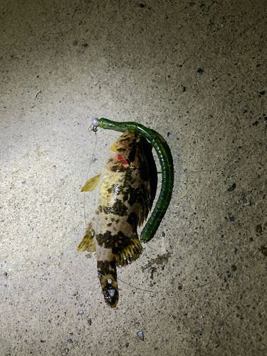 ベッコウゾイの釣果