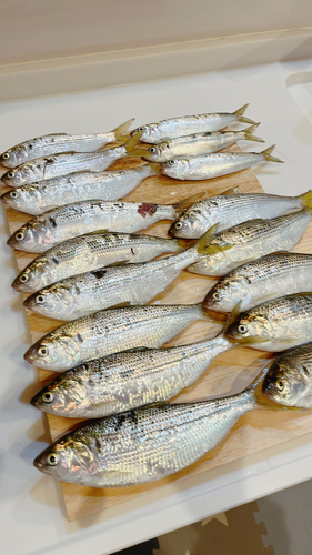 コノシロの釣果