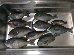 カワハギの釣果