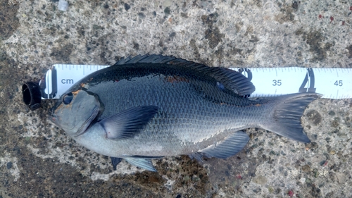 クチブトグレの釣果