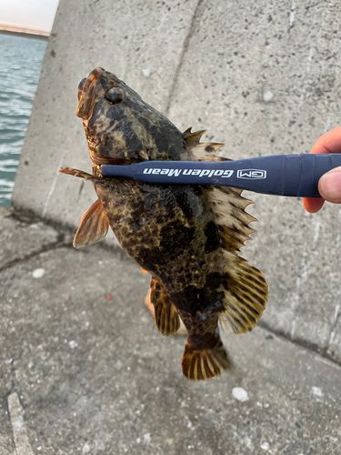 タケノコメバルの釣果