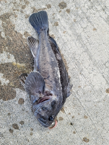 クロソイの釣果