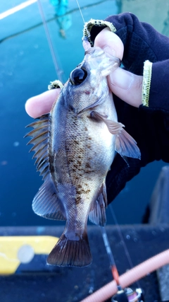 メバルの釣果