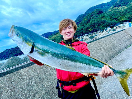 ブリの釣果