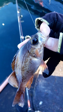 メバルの釣果