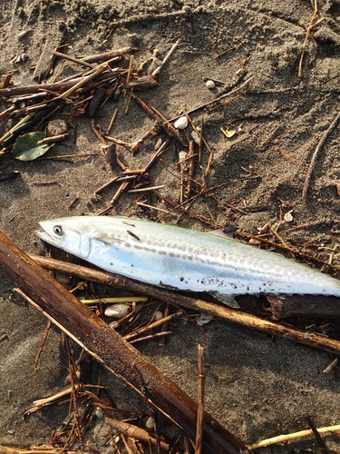 サゴシの釣果