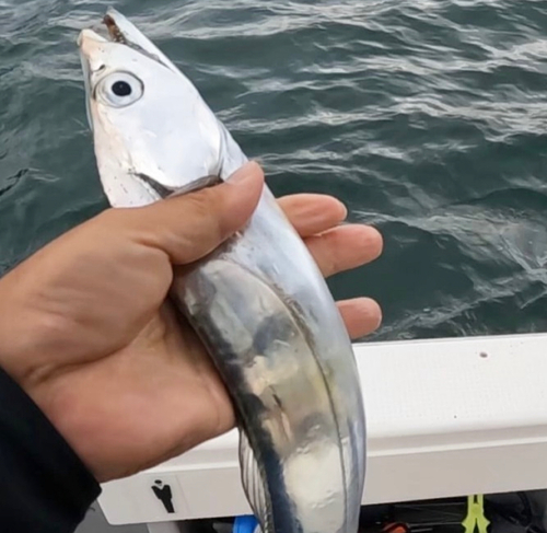 タチウオの釣果