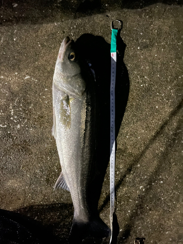 シーバスの釣果