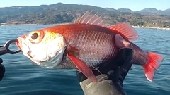 アカムツの釣果