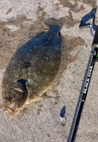 ガンゾウビラメの釣果