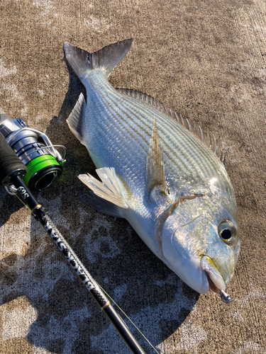 ヘダイの釣果