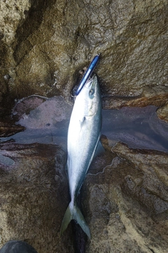 メジロの釣果