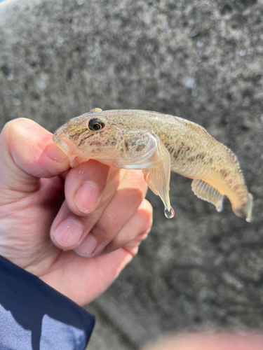 ハゼの釣果