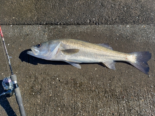 スズキの釣果