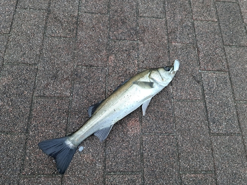 セイゴ（マルスズキ）の釣果