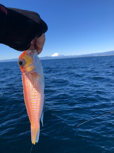 アマダイの釣果