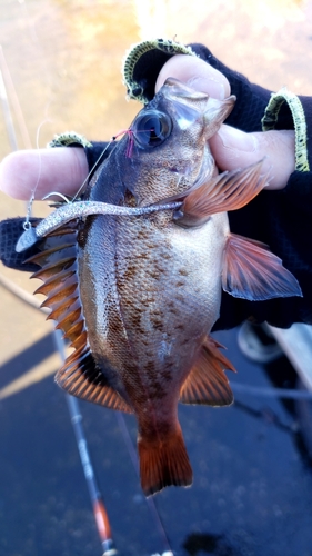 メバルの釣果