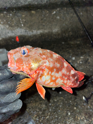 カサゴの釣果