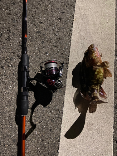 カサゴの釣果