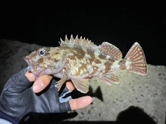 アラカブの釣果