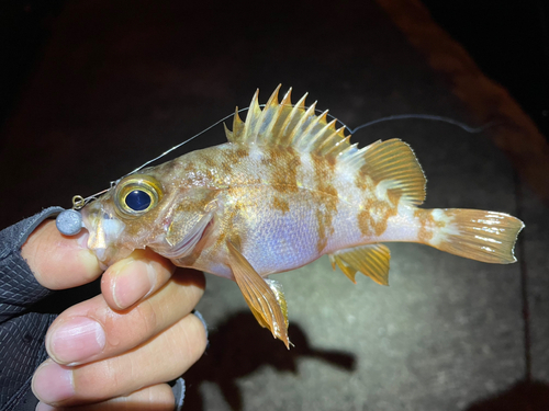 メバルの釣果