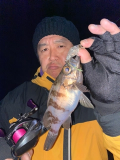 クロメバルの釣果