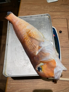 アマダイの釣果