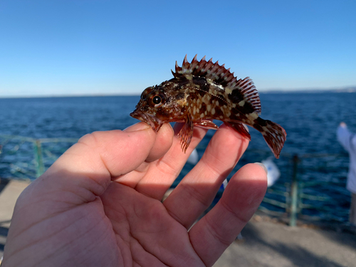 カサゴの釣果