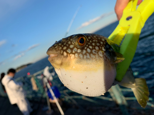 フグの釣果