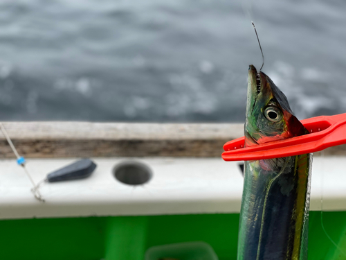 タチウオの釣果