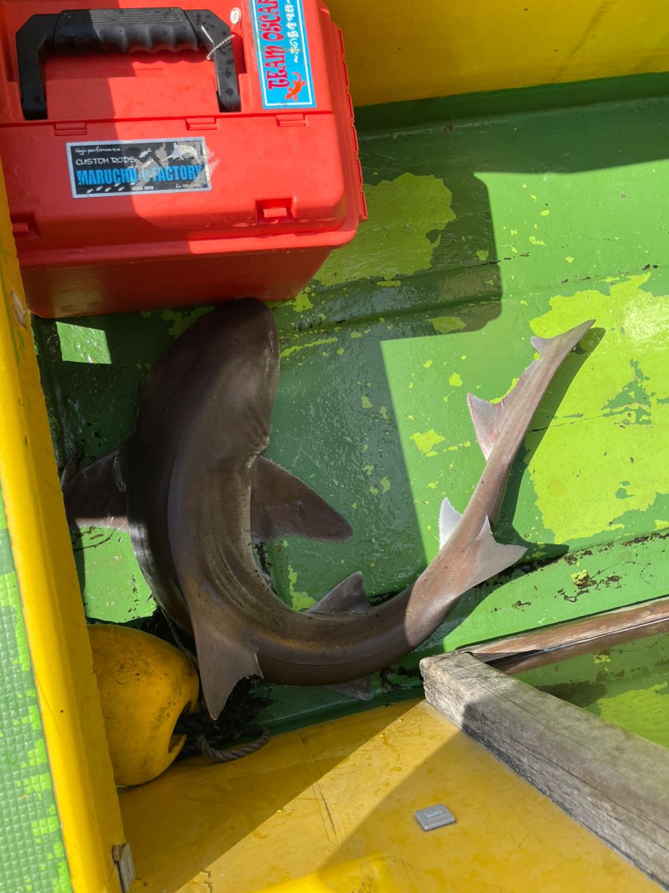 Fishingまこさんの釣果 2枚目の画像