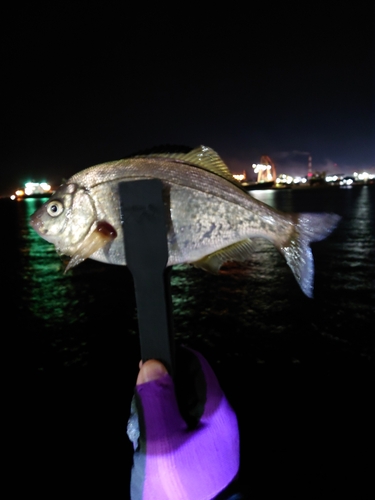 ウミタナゴの釣果