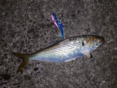 コノシロの釣果