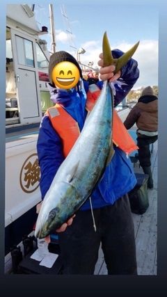 ブリの釣果