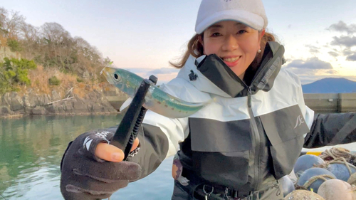 イワシの釣果