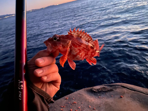 カサゴの釣果