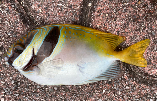 アイゴの釣果