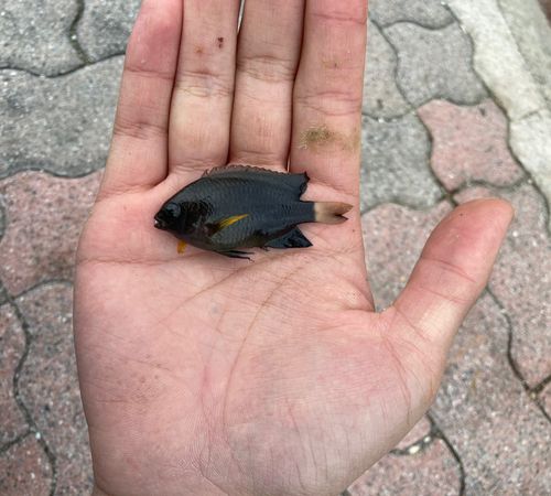 スズメダイの釣果