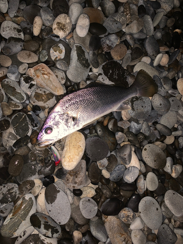 ニベの釣果