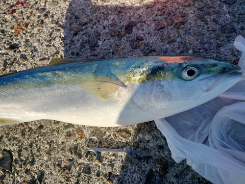 ハマチの釣果