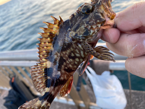 カサゴの釣果