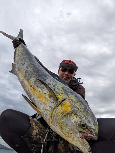 シイラの釣果