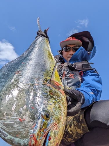 シイラの釣果