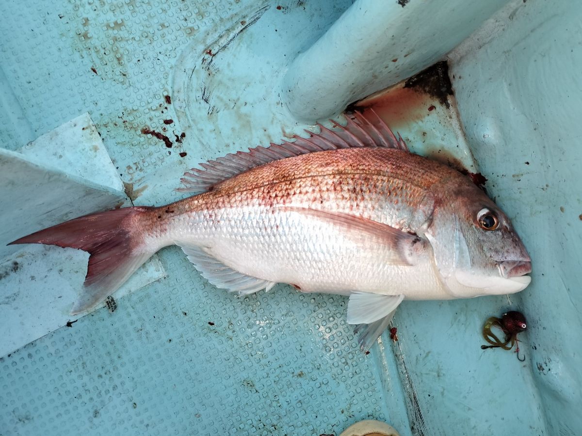 ドS東京湾鯛ラバ備忘録さんの釣果 3枚目の画像