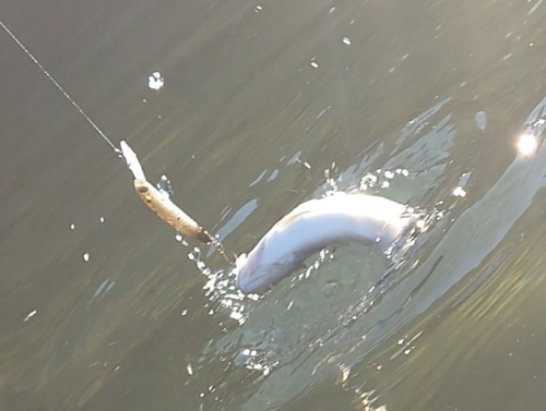 ニジマスの釣果