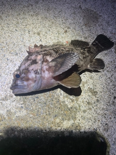 オウゴンムラソイの釣果